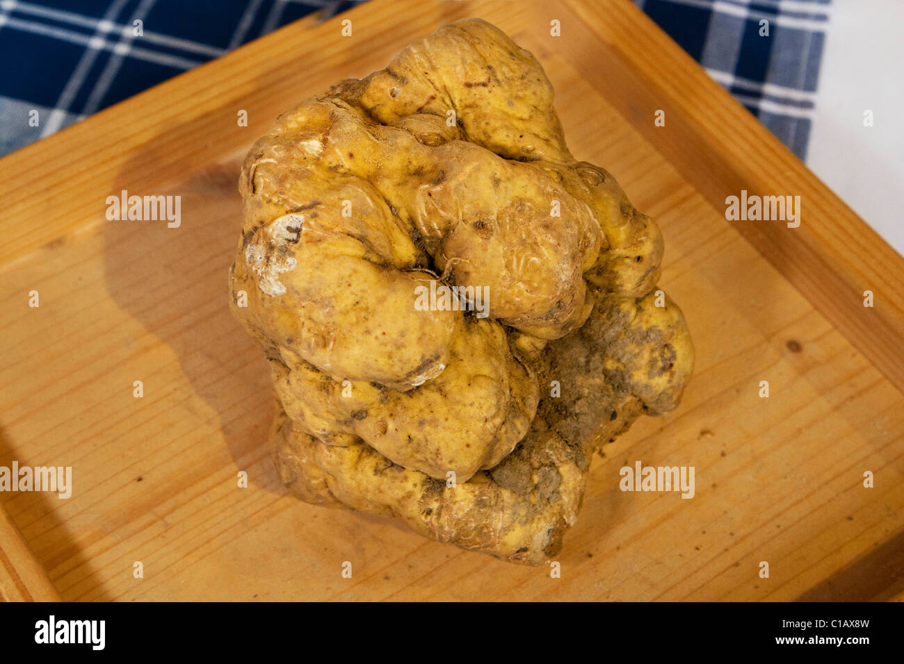 Moncalvo nazionale Fiera del tartufo, un grande tartufo bianco avente un peso di 558 gr., Asti, Piemonte, Italia, Europa Foto Stock