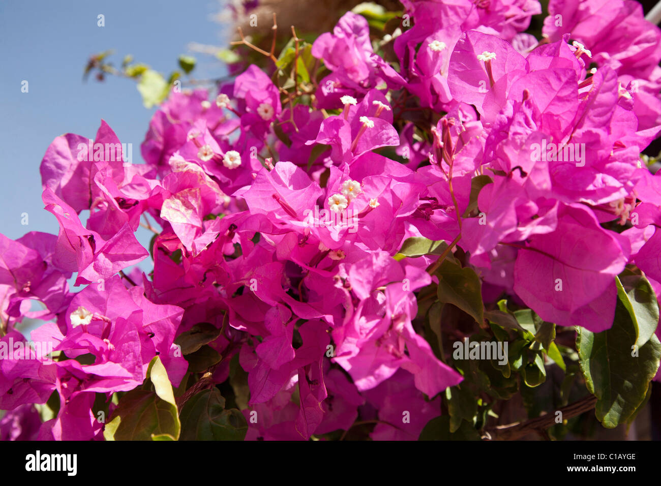 Rosa luminoso Azalia i fiori sbocciano in Egitto la sunshine Foto stock -  Alamy