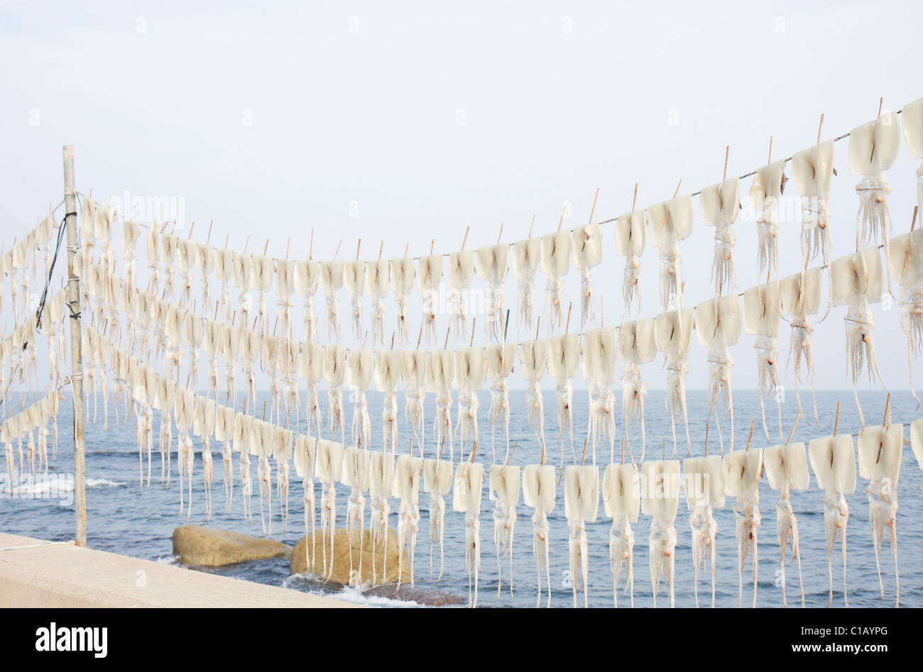 Calamari essiccazione su linee, Corea del Sud Foto Stock