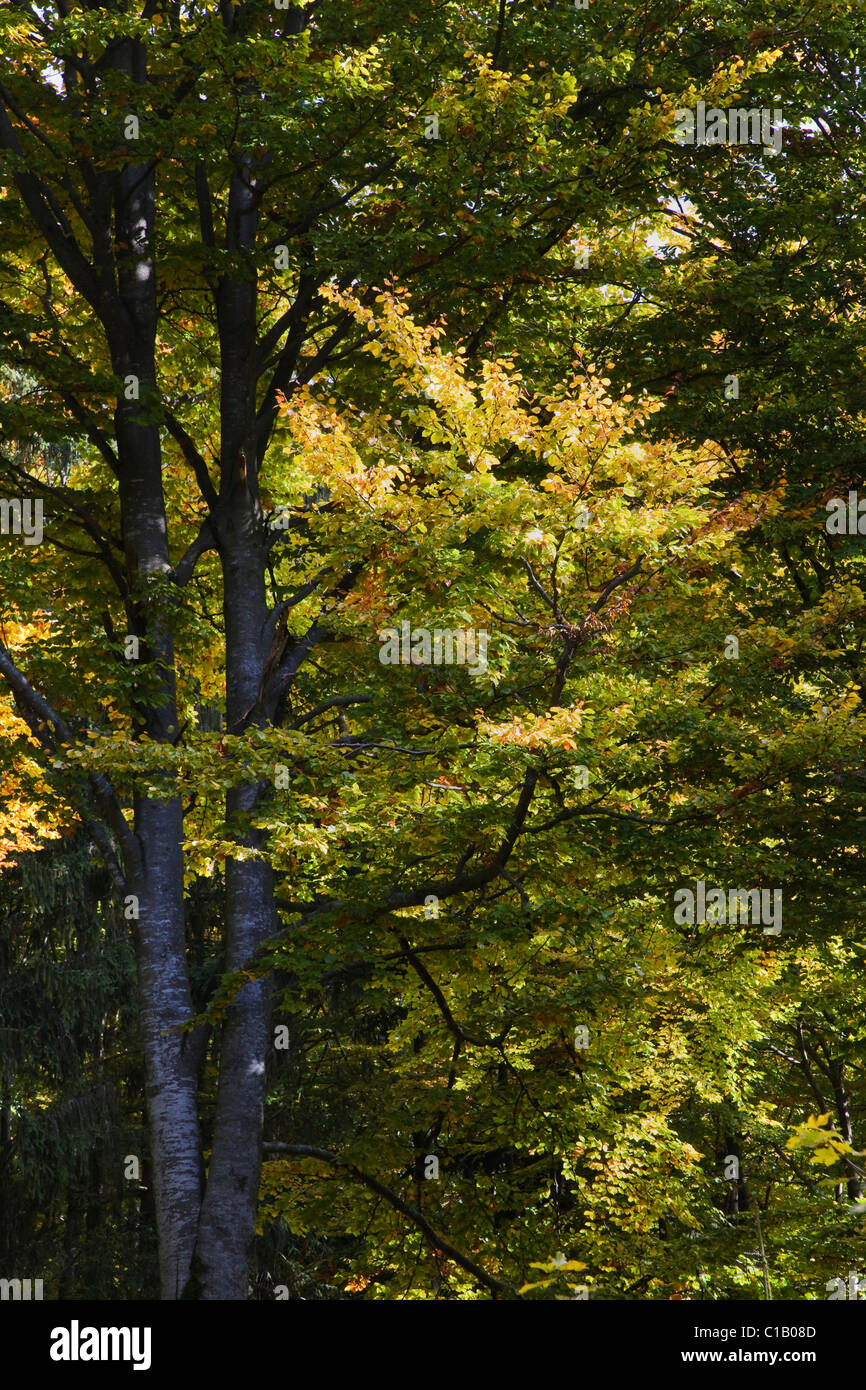 Europeo di fogliame di faggio in autunno, Fagus sylvatica, Parco Nazionale della Foresta Bavarese, Baviera, Germania, Europa Foto Stock