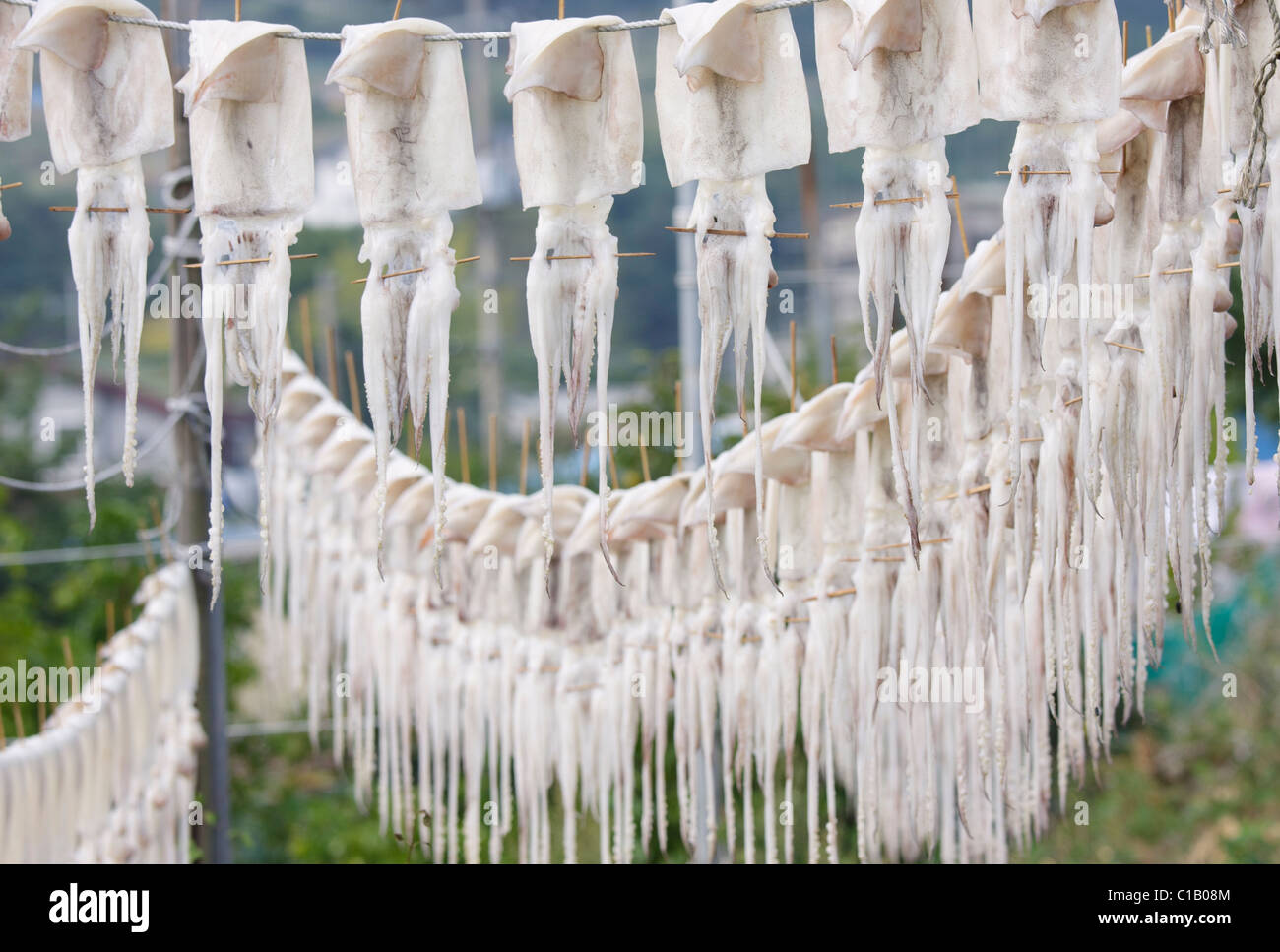 Calamari essiccazione su linee, Corea del Sud Foto Stock