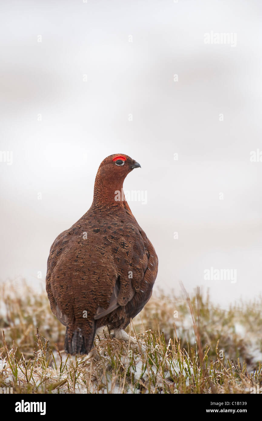 Red Grouse (Lagopus lagopus) Peak District, Derbyshire, Regno Unito Foto Stock