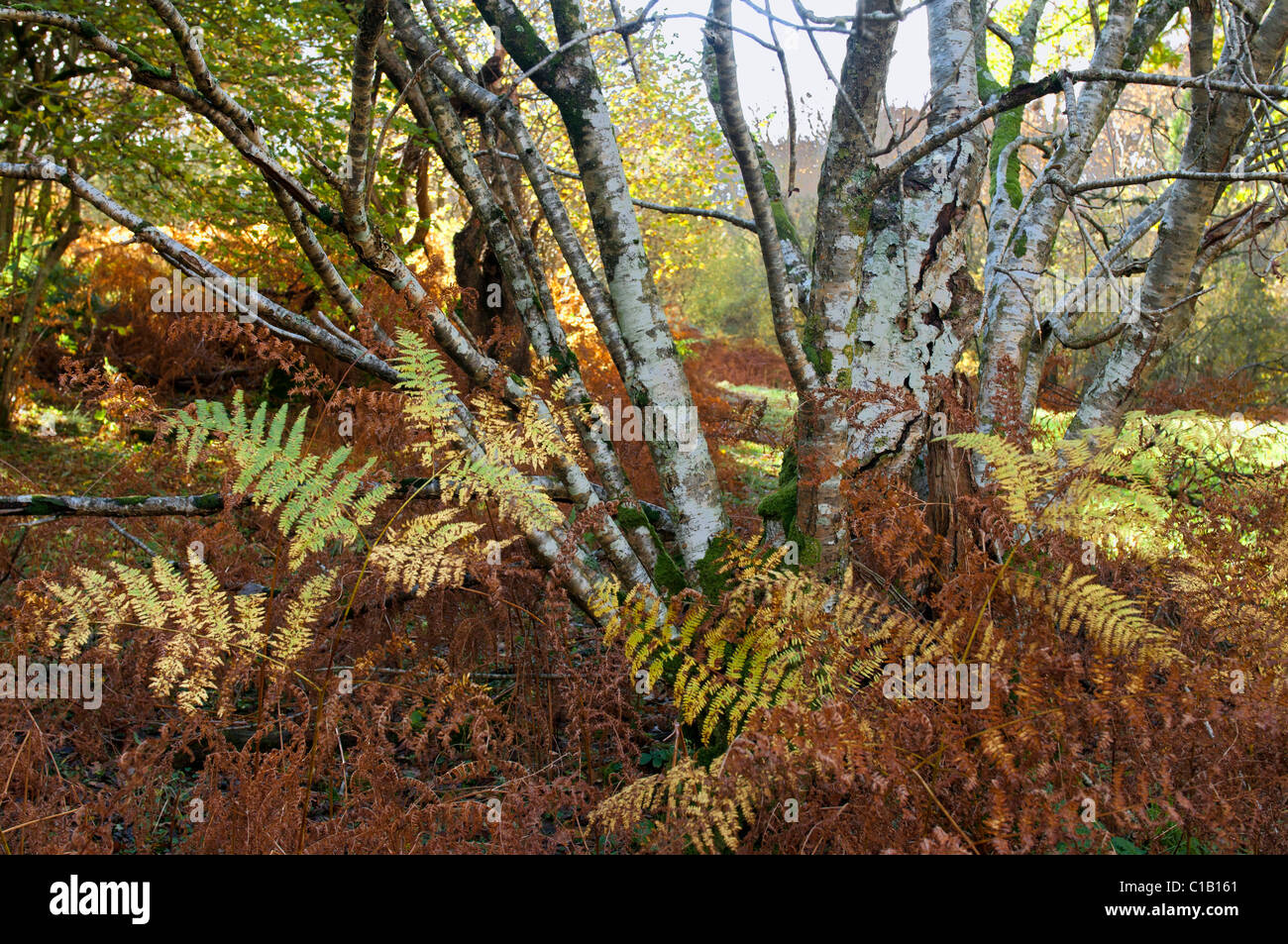 Cluster di cedui hazel e bracken nel colore di autunno Foto Stock