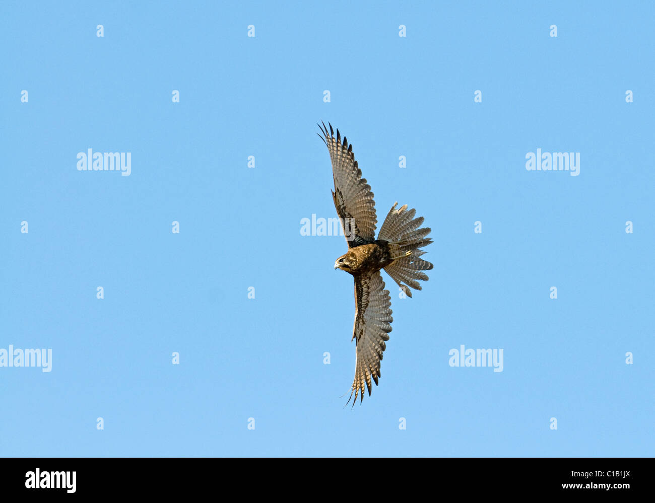 Brown Falcon Falco berigora Queensland Australia Ottobre Foto Stock