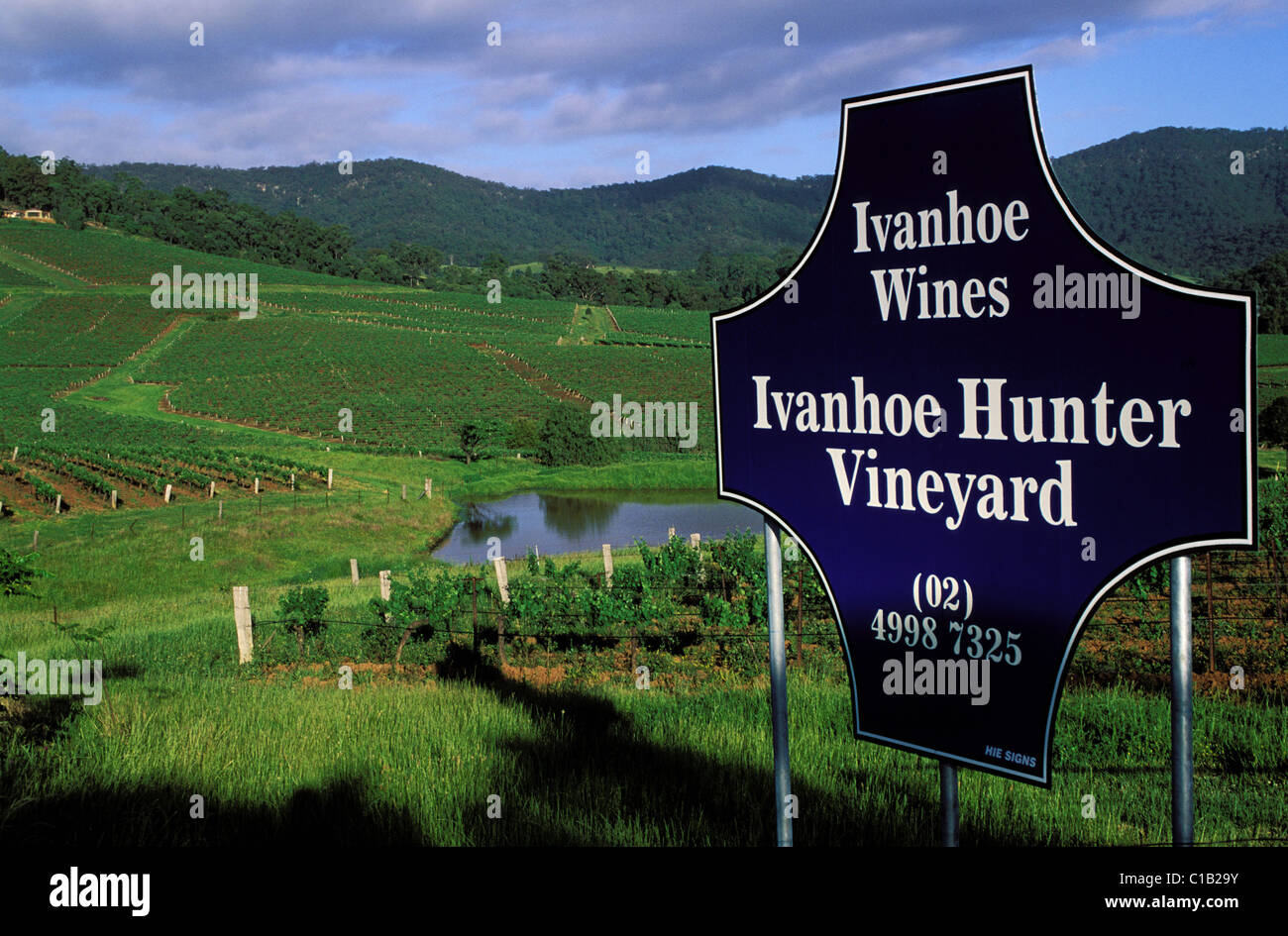 Australia, Nuovo Galles del Sud, la Valle del Cacciatore vigneti fanno vini pregiati Foto Stock