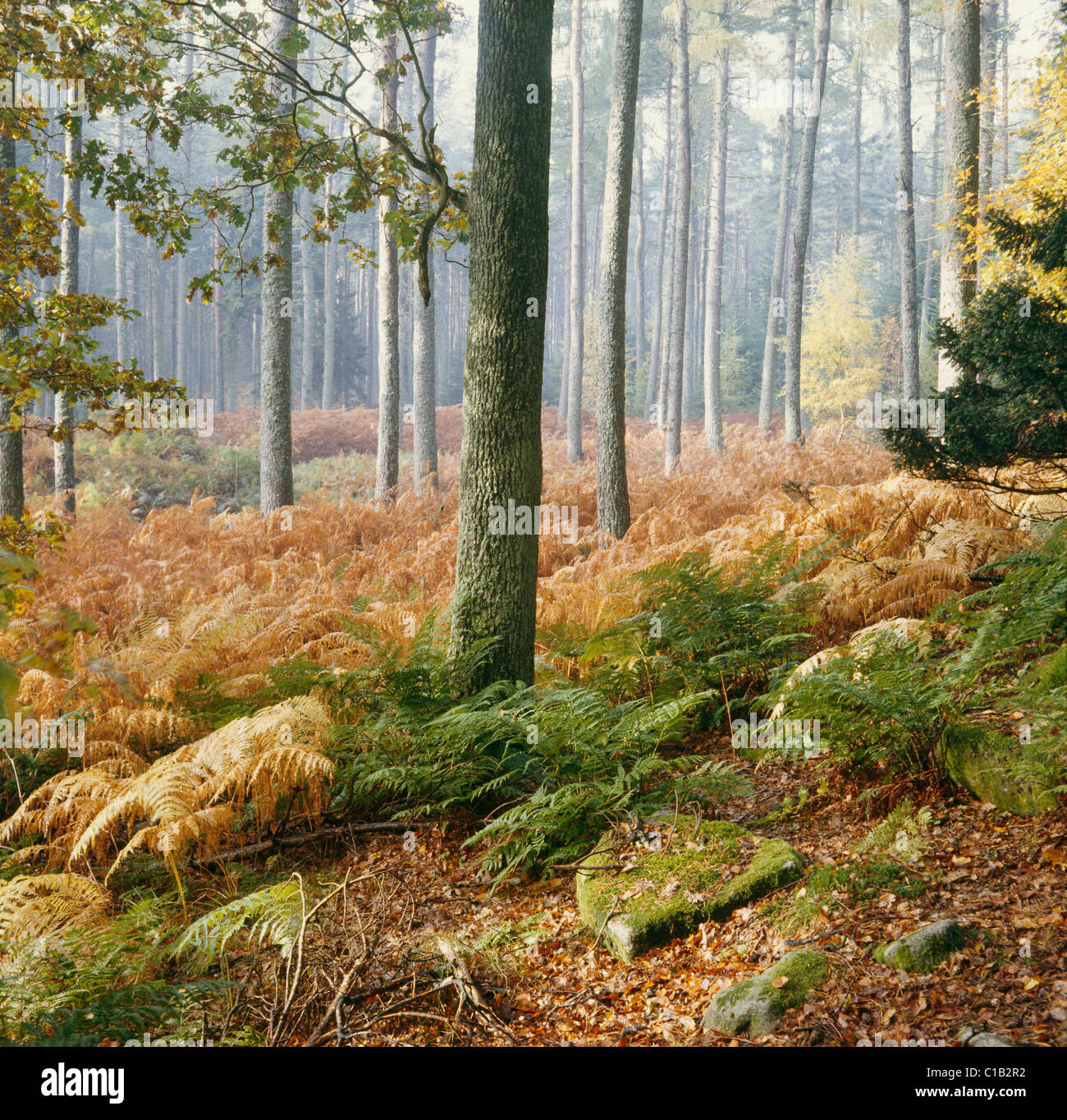 Dettaglio del suolo della foresta nel bosco misto in autunno, Shambellie legno, Dumfries Foto Stock