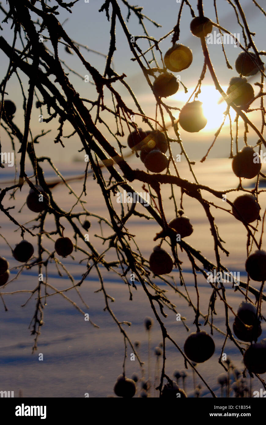 Rami di albero di mele con frutti a sinistra su di esso in inverno Foto Stock