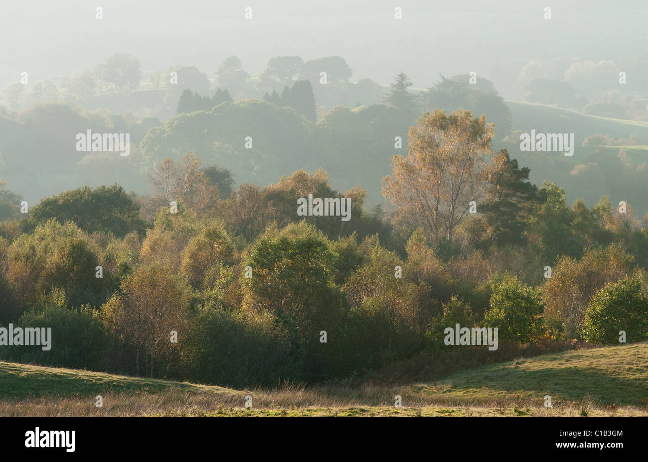 Inizio autunno nebuloso sguardi di luce miscelata attraverso i boschi nativi, Mossdale, Galloway Foto Stock