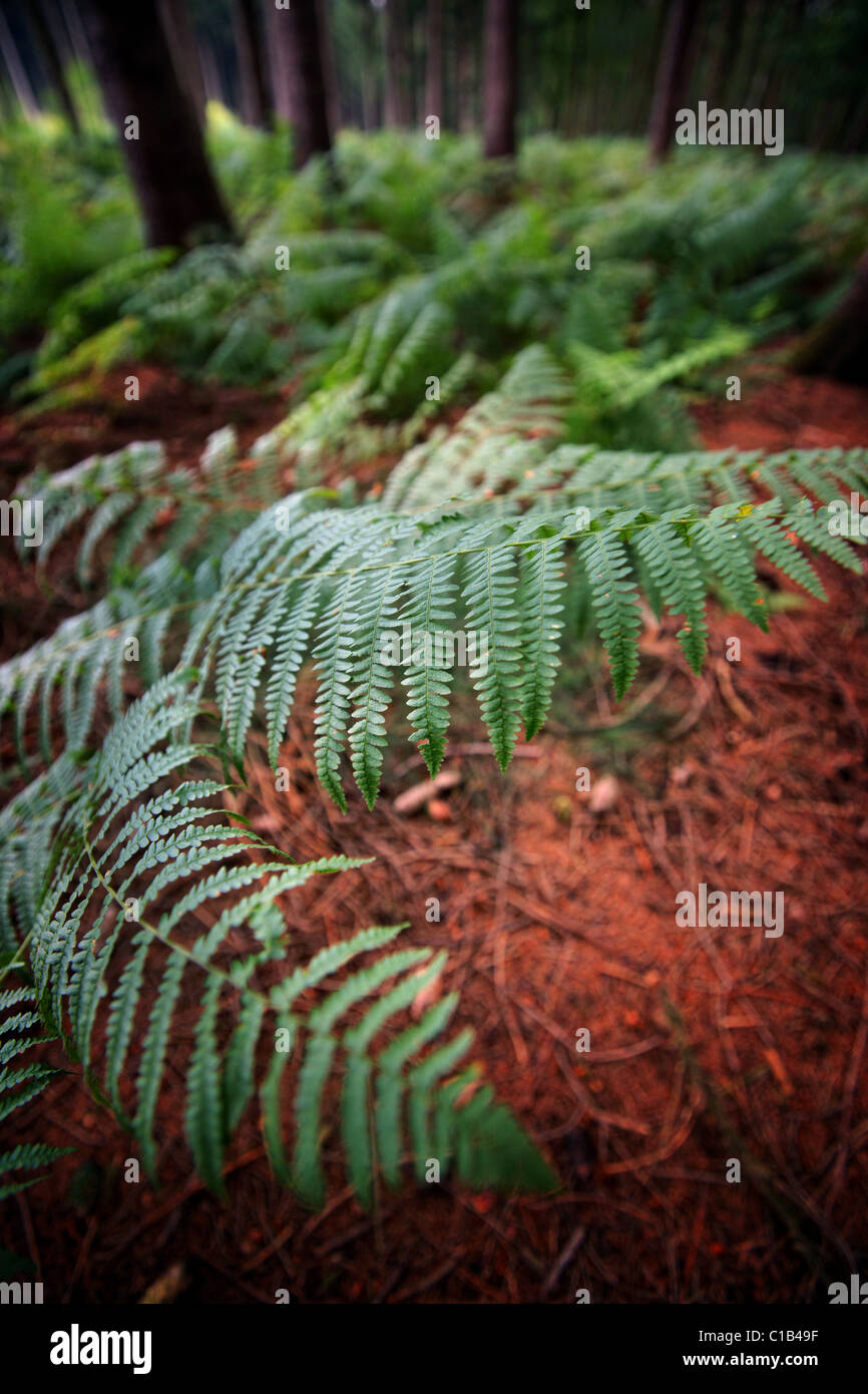 Le felci in un forrest Foto Stock