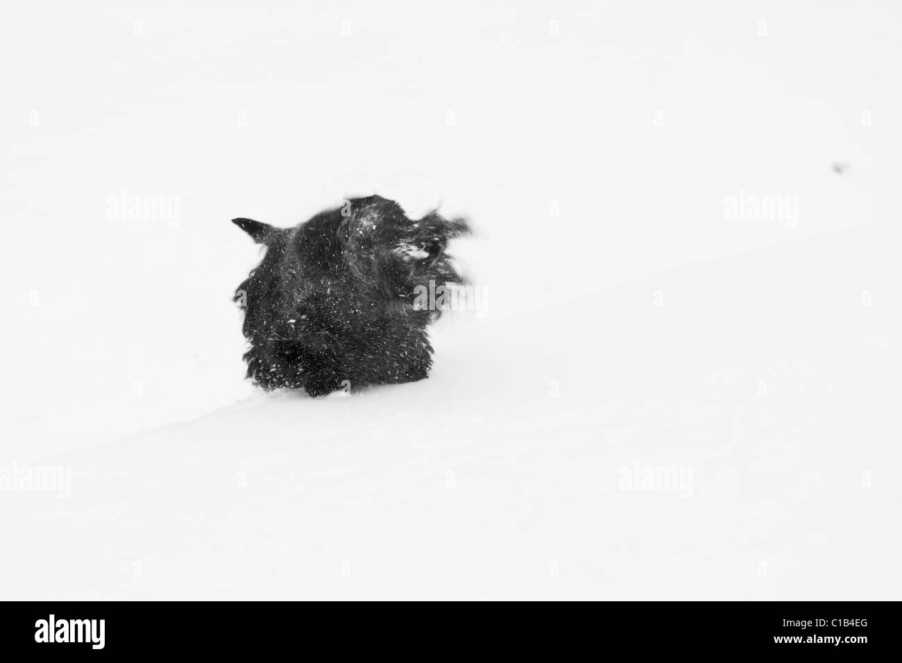 Scottish terrier nella neve Foto Stock