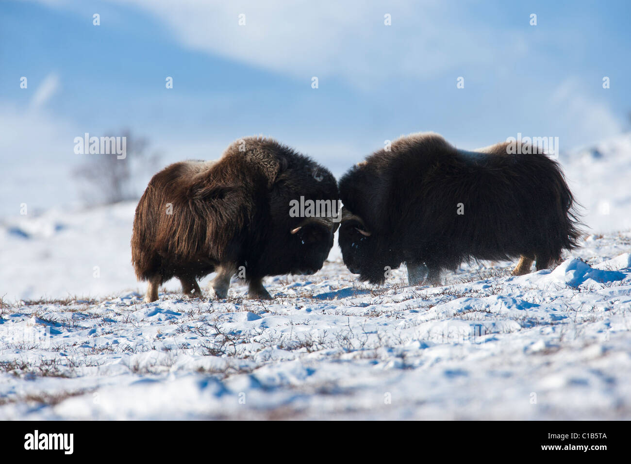 Maschio di rimbalzo muskoxen capi Foto Stock