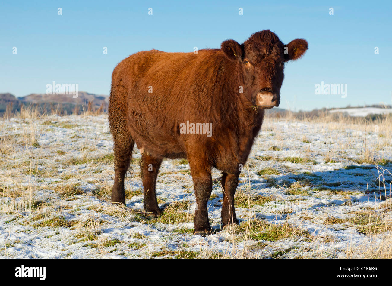 Lincoln Red Cow in campo in inverno Foto Stock