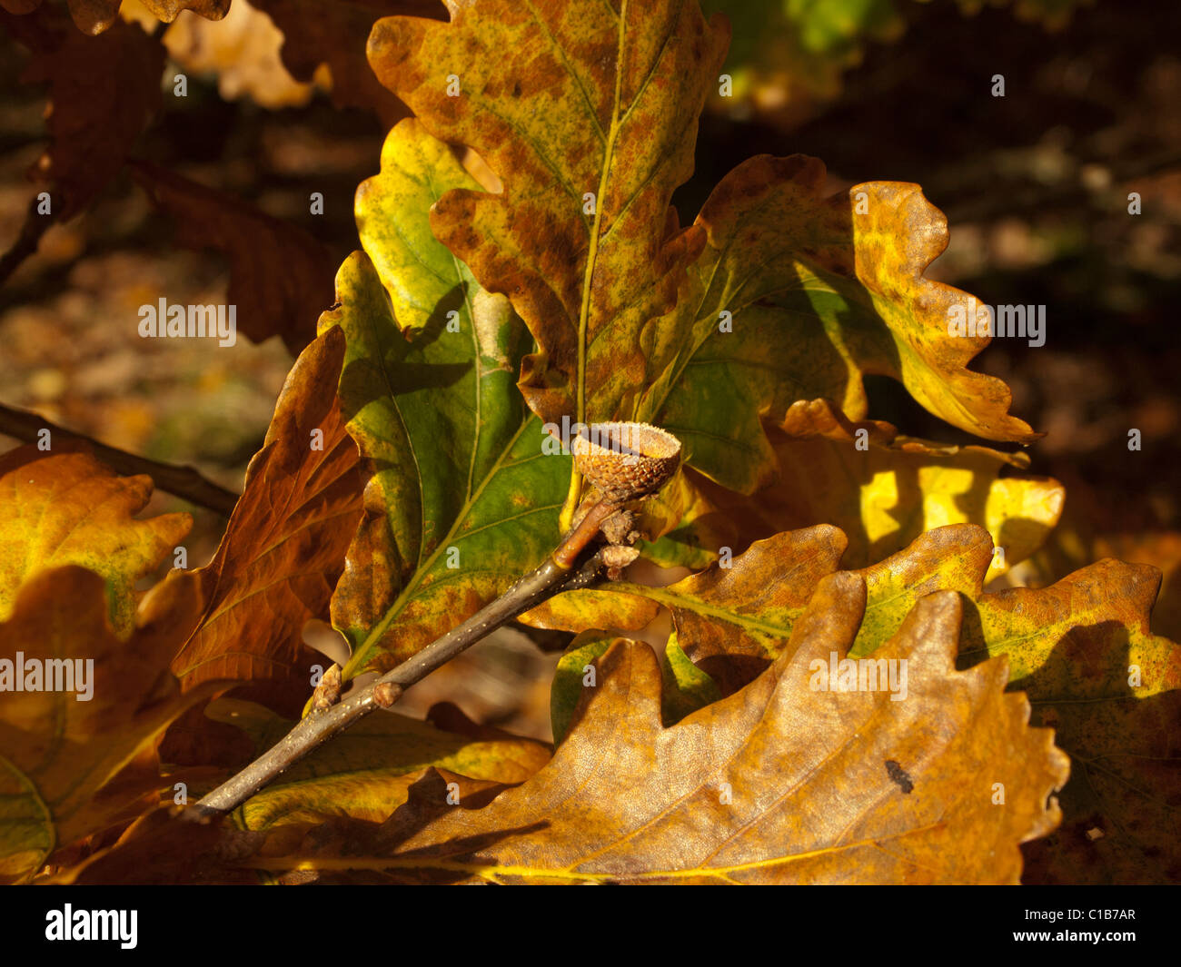 Foglie di quercia e vuoto acorn cup nel colore di autunno Foto Stock