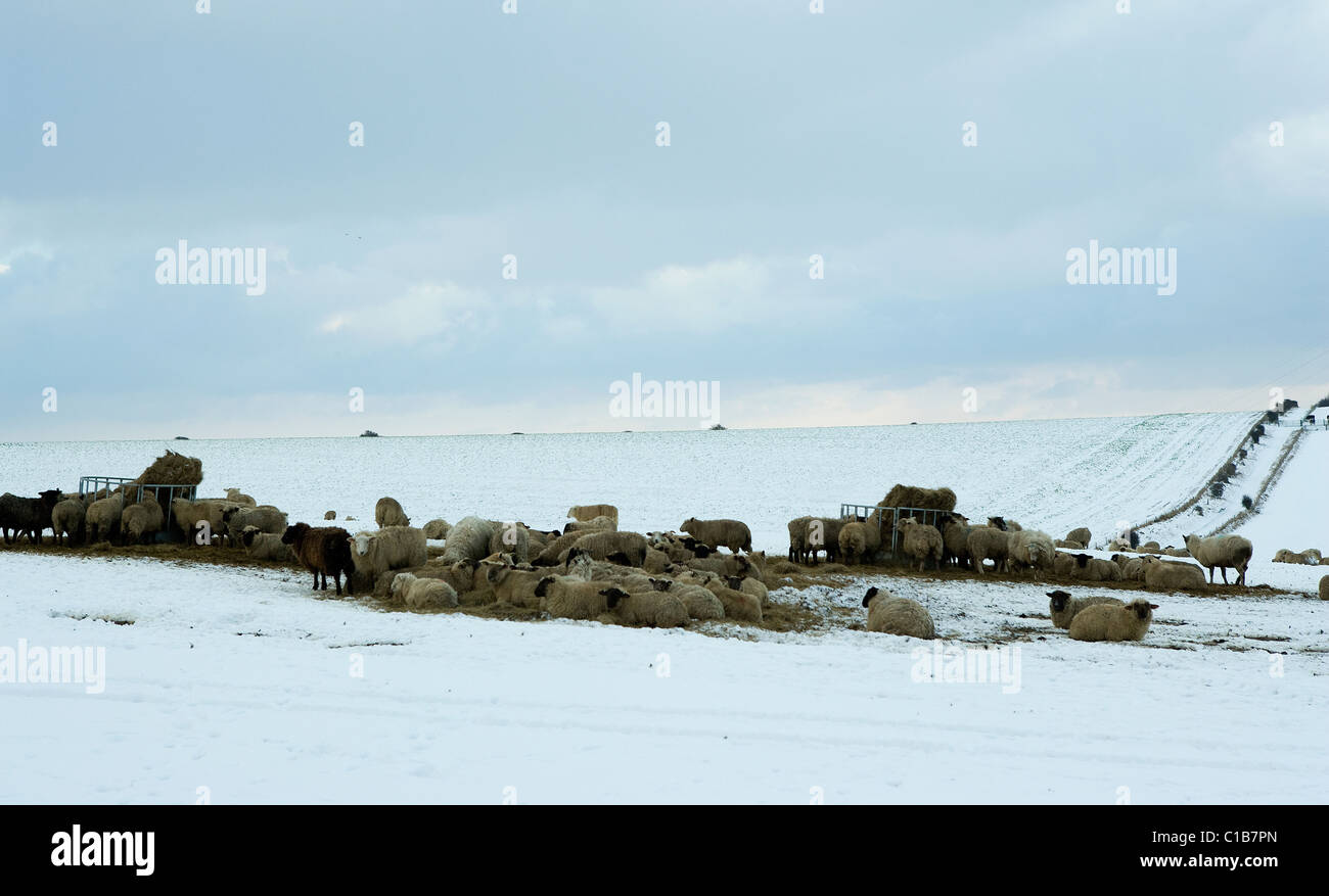 Pecore in snow su South Downs, West Sussex Foto Stock