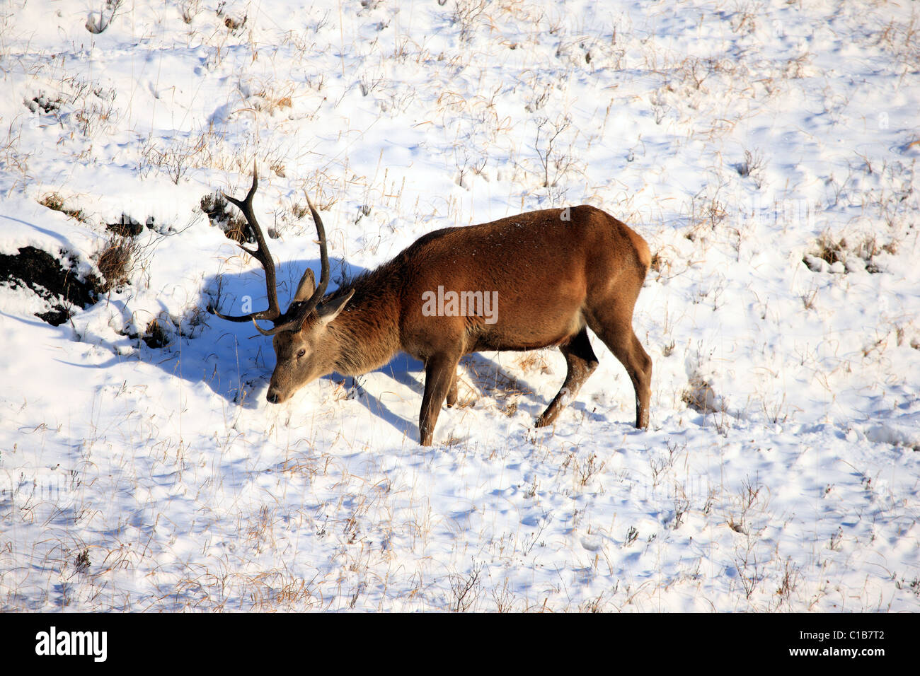 Red Deer cervo a neve sulla Isle of Mull Foto Stock