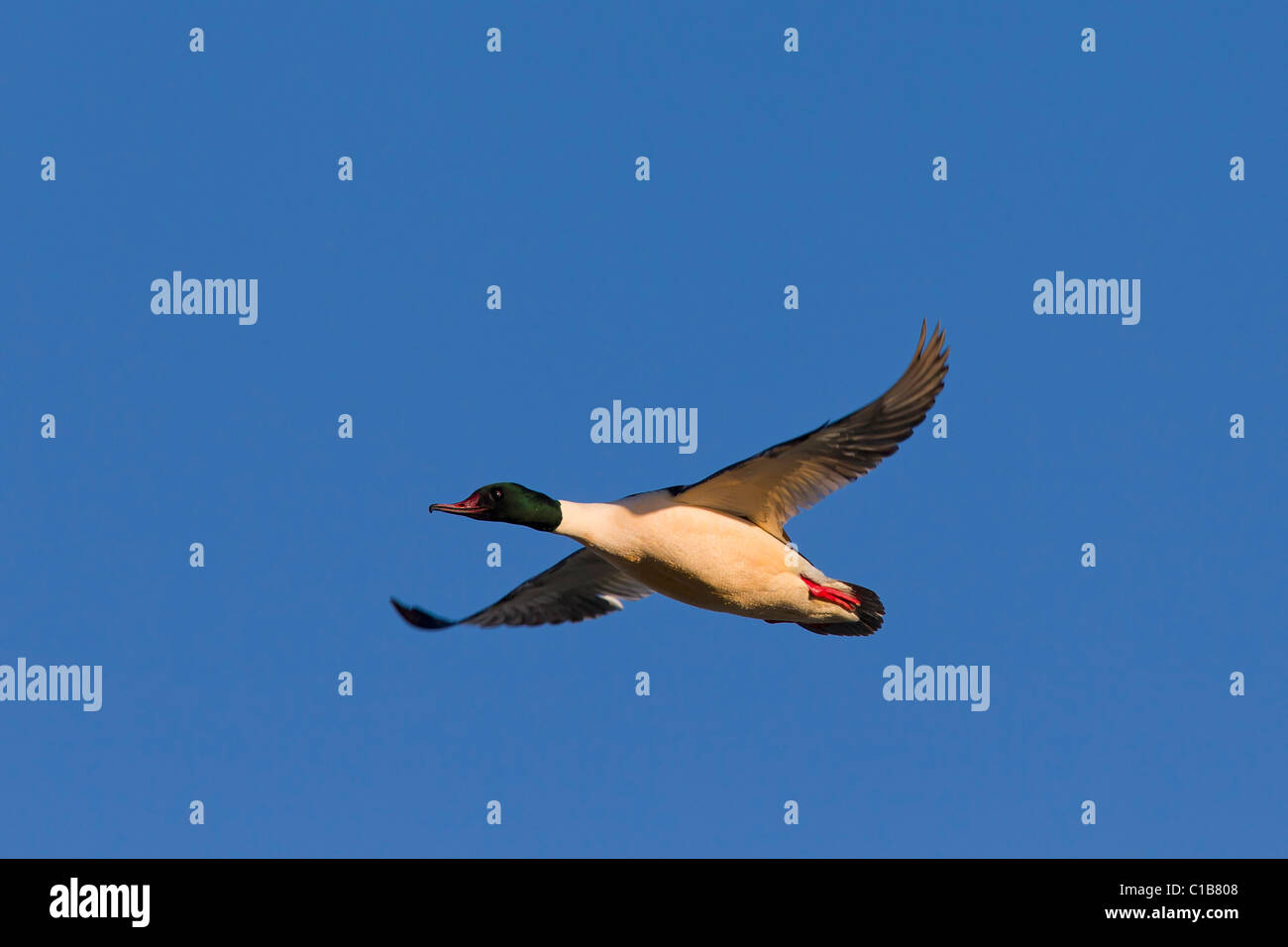 Smergo maggiore (Mergus merganser) maschio in volo, Germania Foto Stock