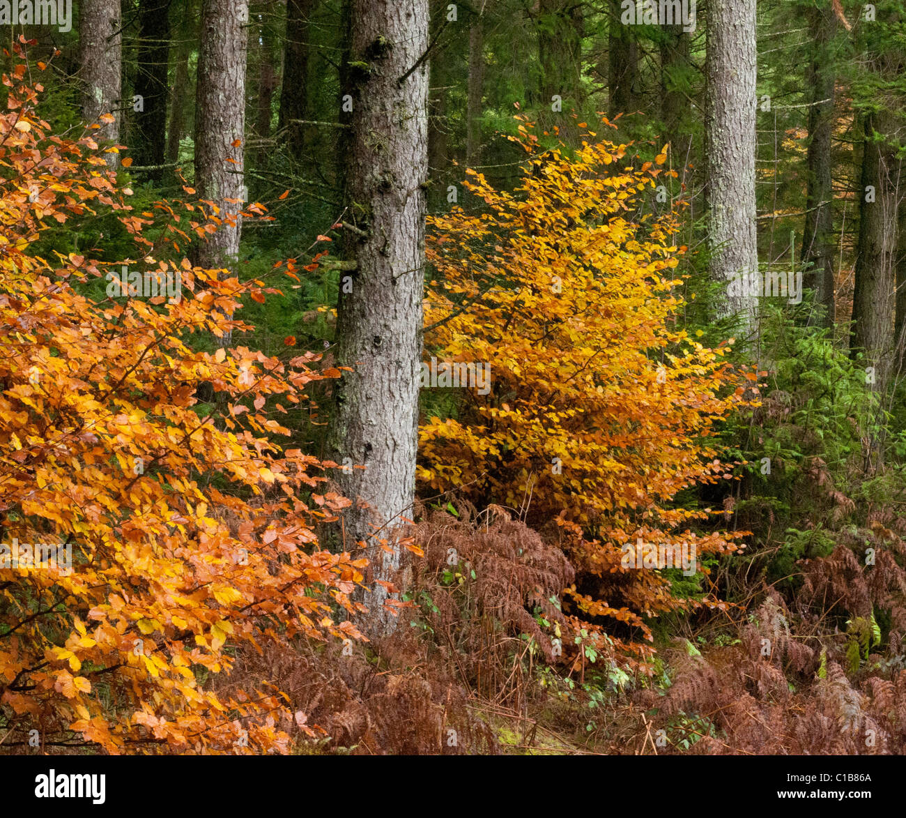 Ricco marrone arancione di autunno di foglie di faggio a piedi di tronchi di abete rosso di piantagione Foto Stock