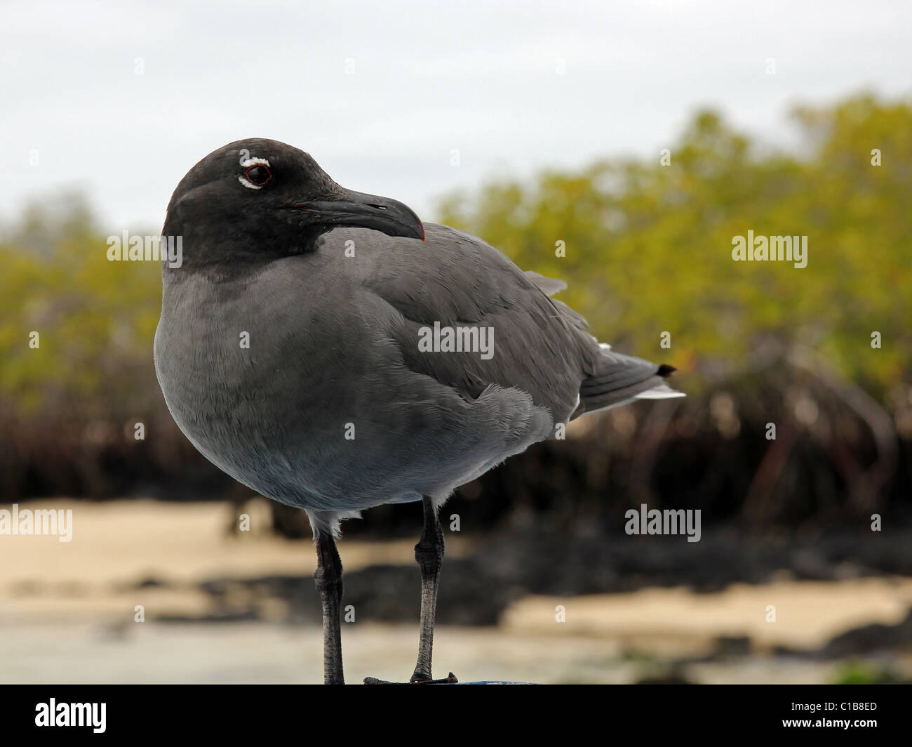 Il gabbiano di lava (Leucophaeus fuliginosus) è uno dei rarissimi gabbiani nel mondo, tutta la popolazione vive nelle Galapagos. Foto Stock