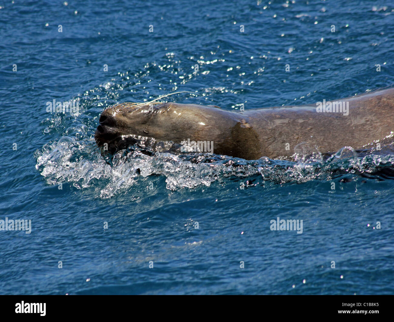 Un Galapagos Sea Lion (Zalophus wollebaeki) nuoto nelle isole Galapagos Foto Stock