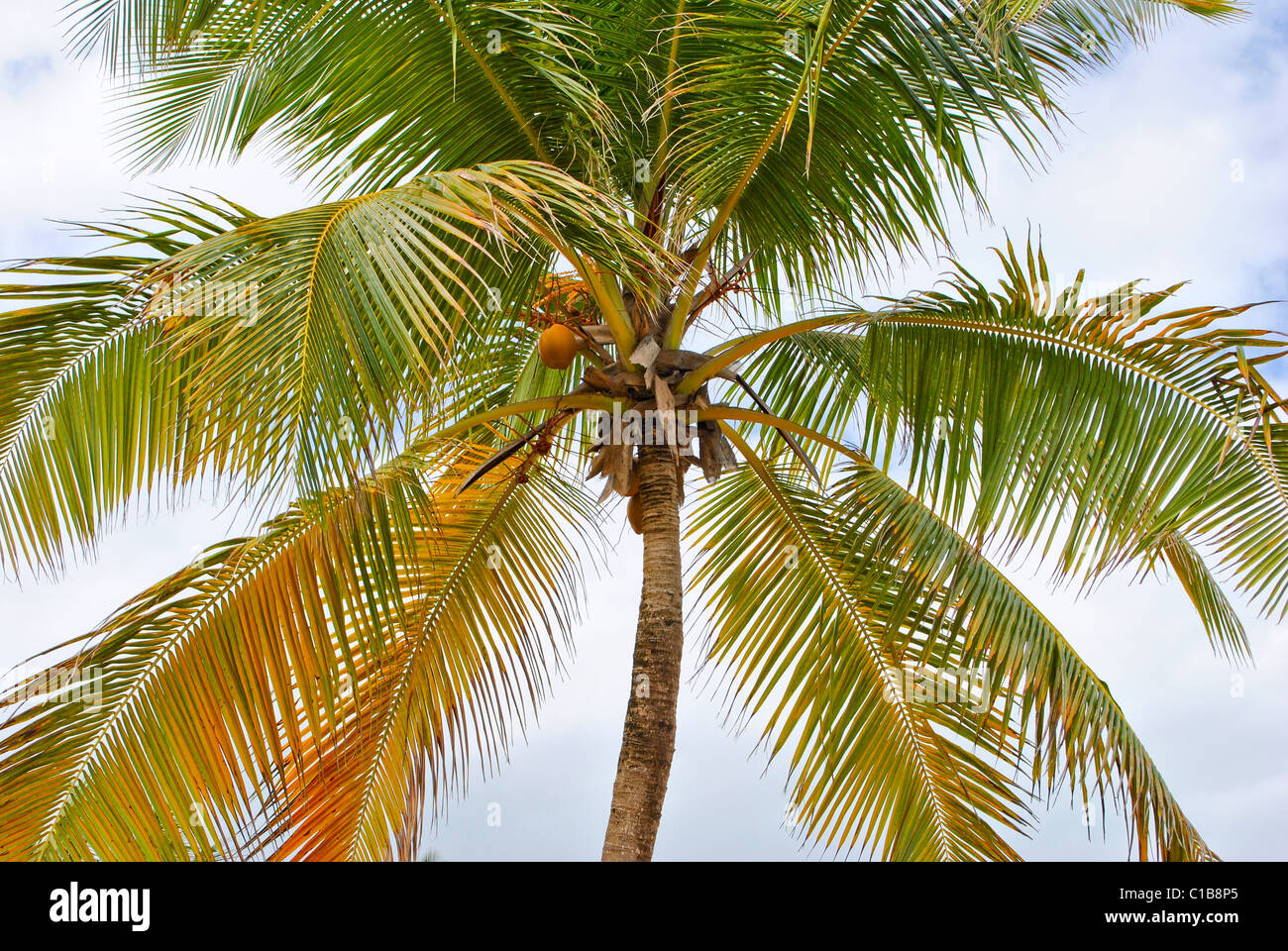 Palm Tree sulla spiaggia. Foto Stock