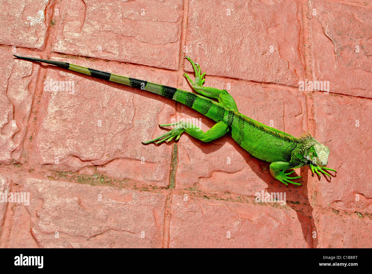 Iguana verde sulla Red road. Foto Stock