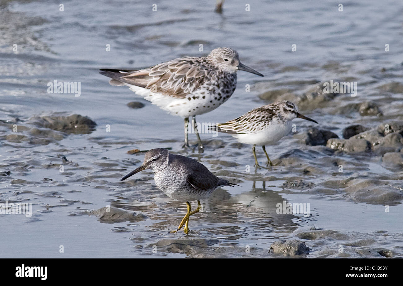 Trampolieri sulla Cairns Esplanade incl grande nodo, grandi fatturati Sandpiper e grigio-tailed Tattler Queensland Austrtalia Novembre Foto Stock