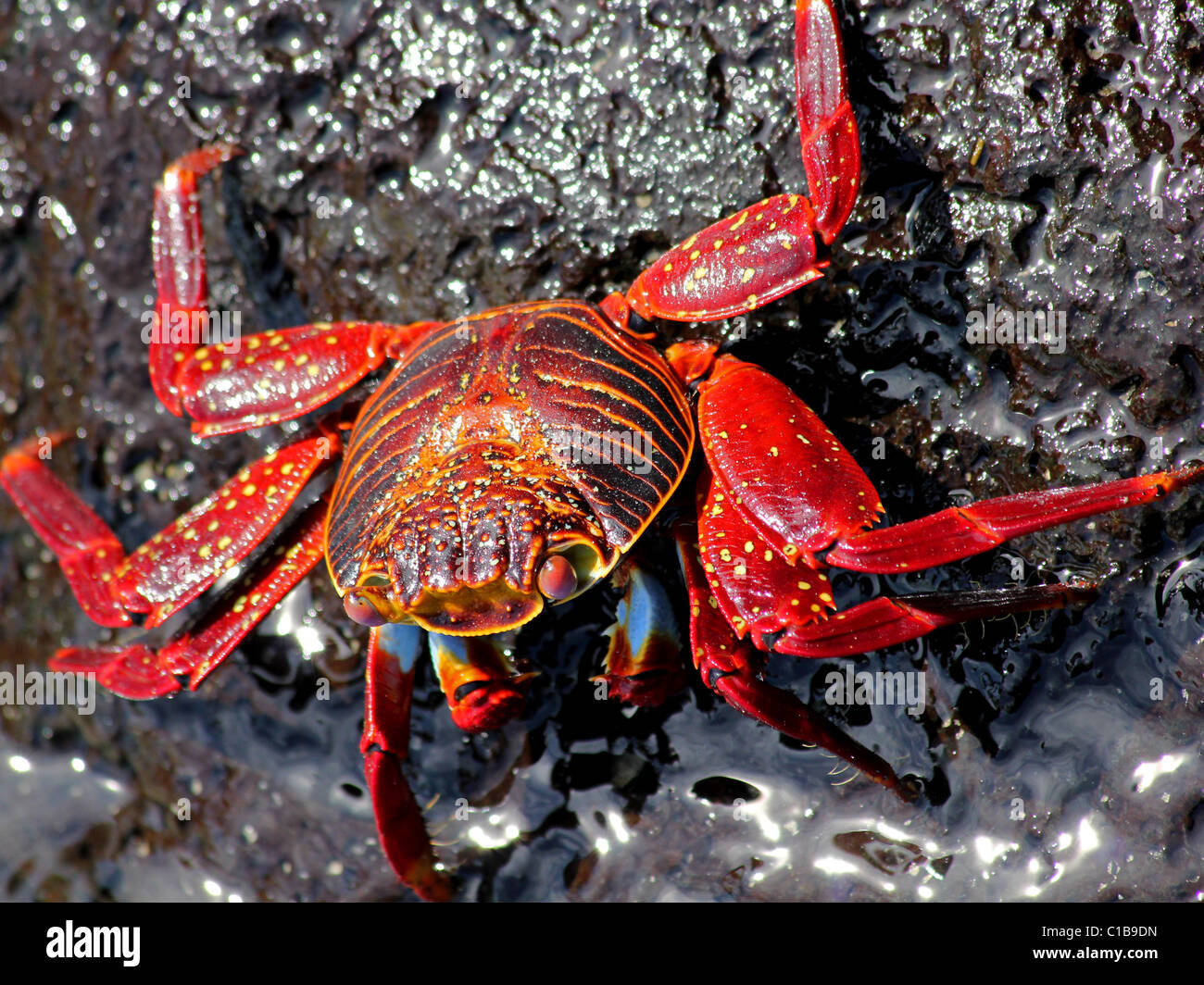 A Sally Lightfoot Crab (Grapsus grapsus) nelle isole Galapagos Foto Stock