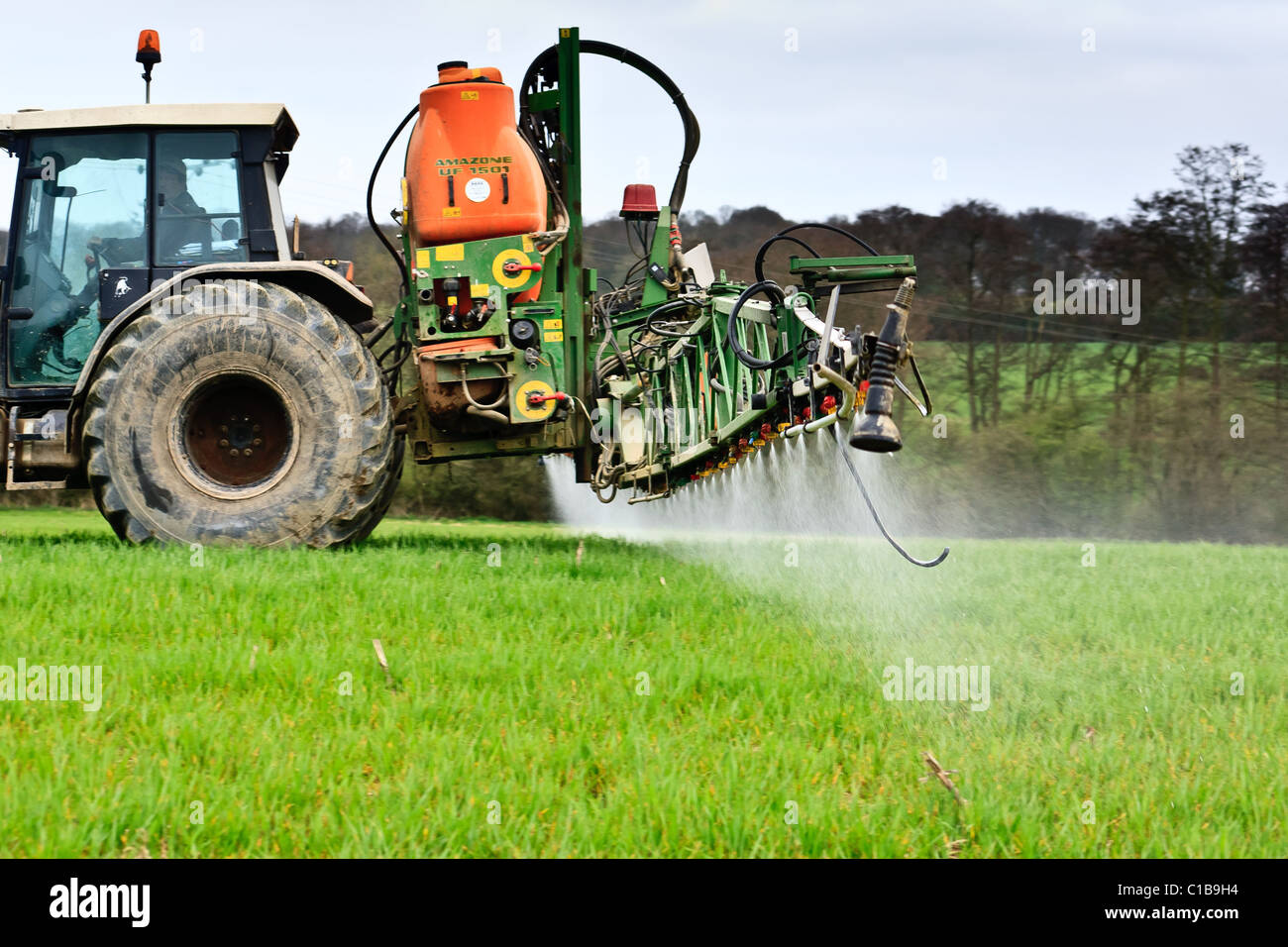 La spruzzatura del grano in Godstone, Surrey, Regno Unito Foto Stock