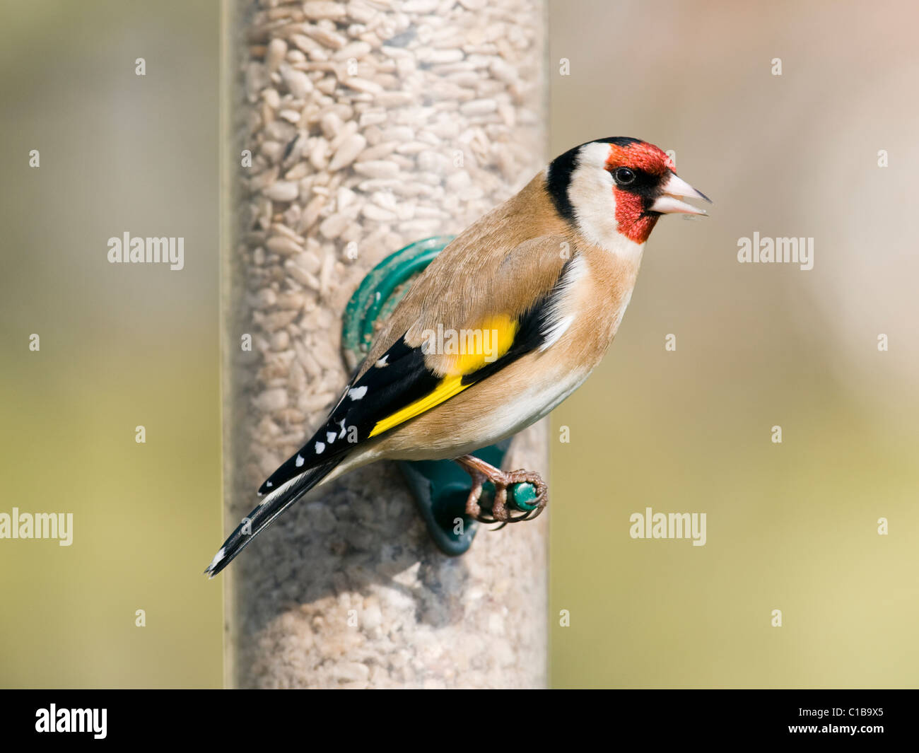 Cardellino alimentazione da Bird Feeder Foto Stock