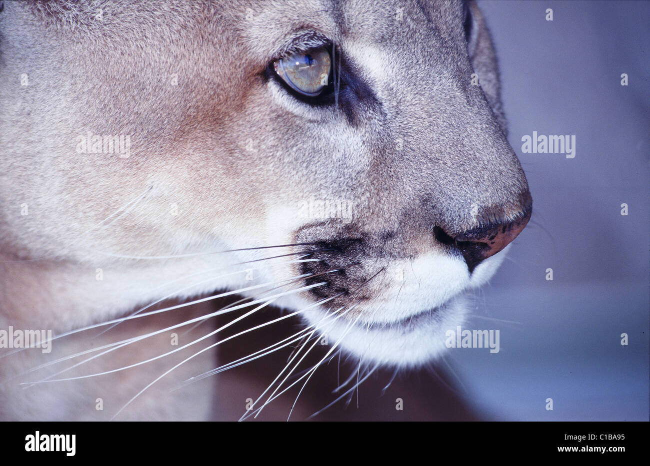 Stati Uniti, Florida Everglades, Florida panther Foto Stock