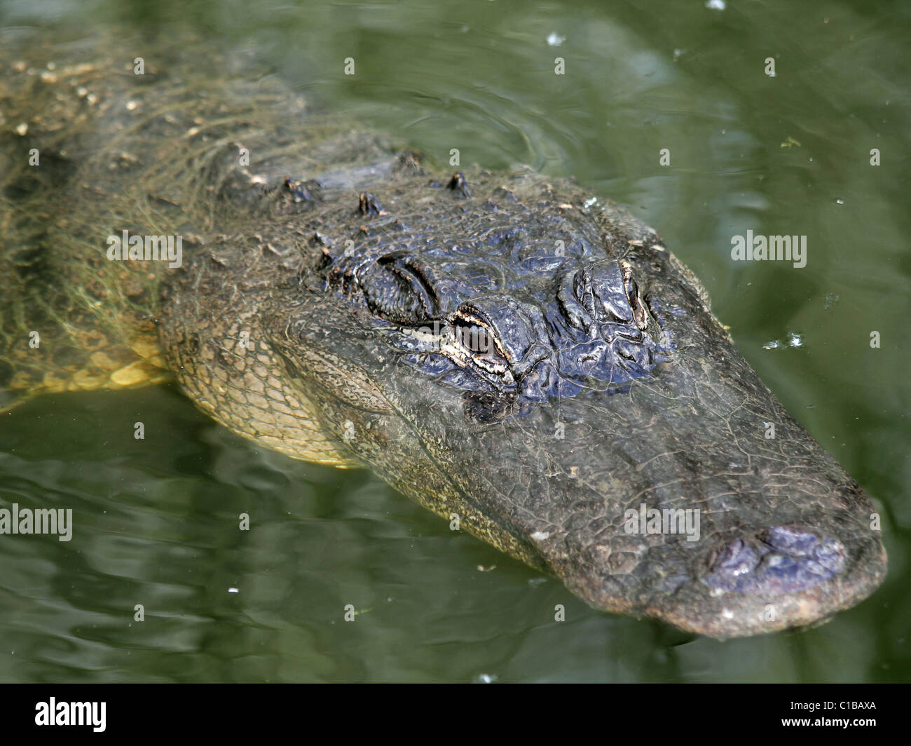Il coccodrillo americano (Alligator mississippiensis) in Florida Foto Stock