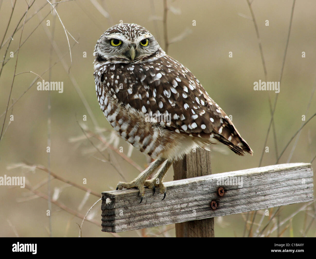 Un scavando la civetta (Athene cunicularia) in Cape Coral, Florida Foto Stock