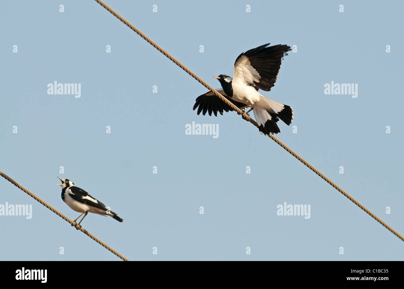 Australian Magpie-Lark Grallina cyanoleuca Queensland Australia Foto Stock