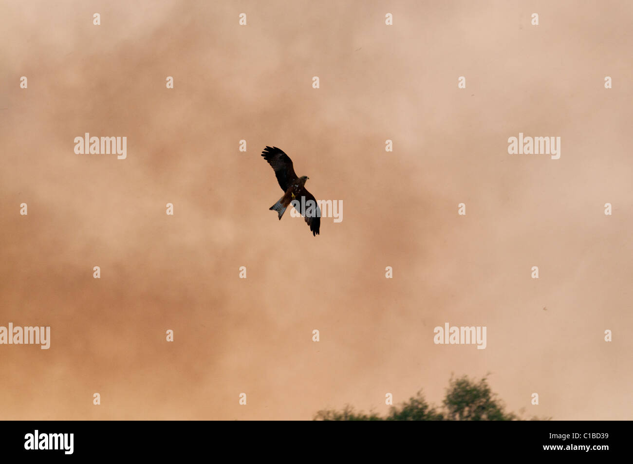 Nibbio bruno Milvus migrans caccia gli insetti in fuga sul bordo della boccola fire Queensland Australia Foto Stock