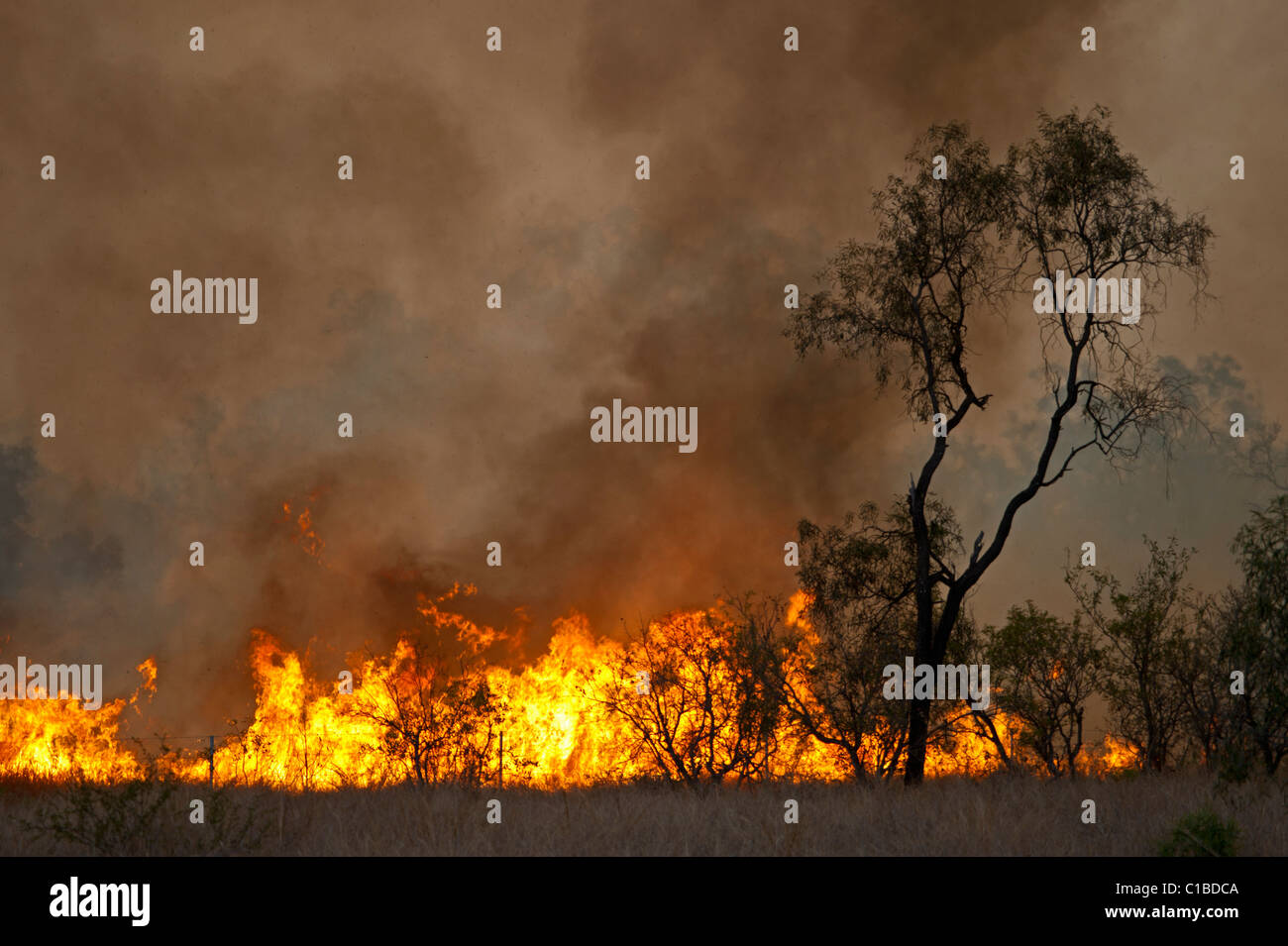 Bush fuoco vicino carta torri Queensland Australia Ottobre Foto Stock