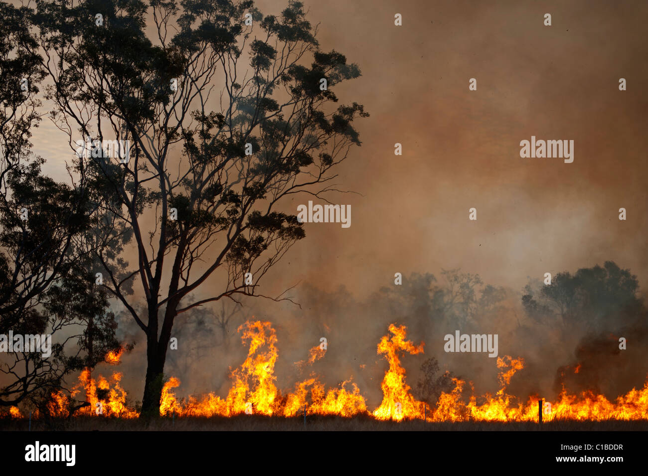 Bush fire vicino a torri di carta nel Queensland del Nord Australia Ottobre Foto Stock
