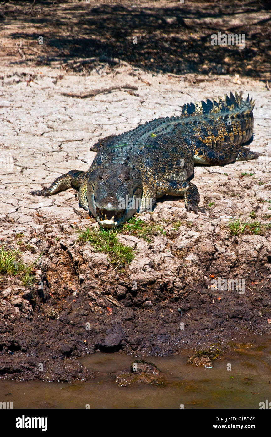 Coccodrillo australiano nel Parco Nazionale Kakadu , Australia Foto Stock