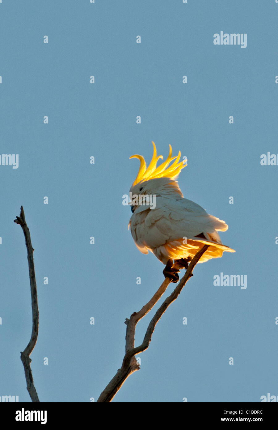 Zolfo-crested Cacatua Cacatua galerita miglia Queensland Australia Foto Stock