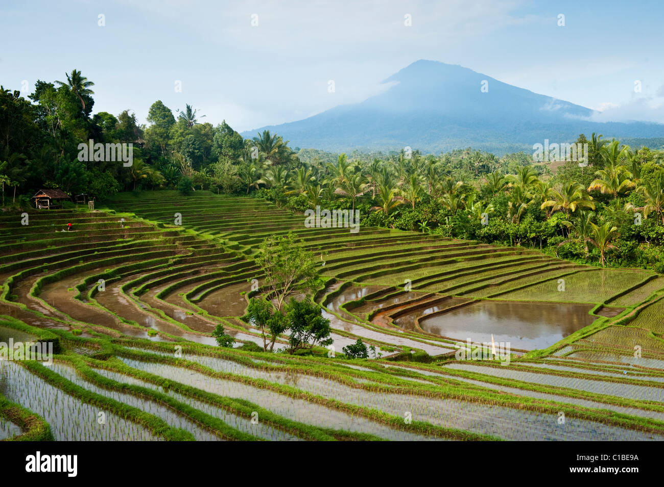 In Belimbing, Bali, Indonesia, terrazze di riso sono allagate per la piantagione di un nuovo raccolto di riso con una montagna vulcanica di dietro. Foto Stock