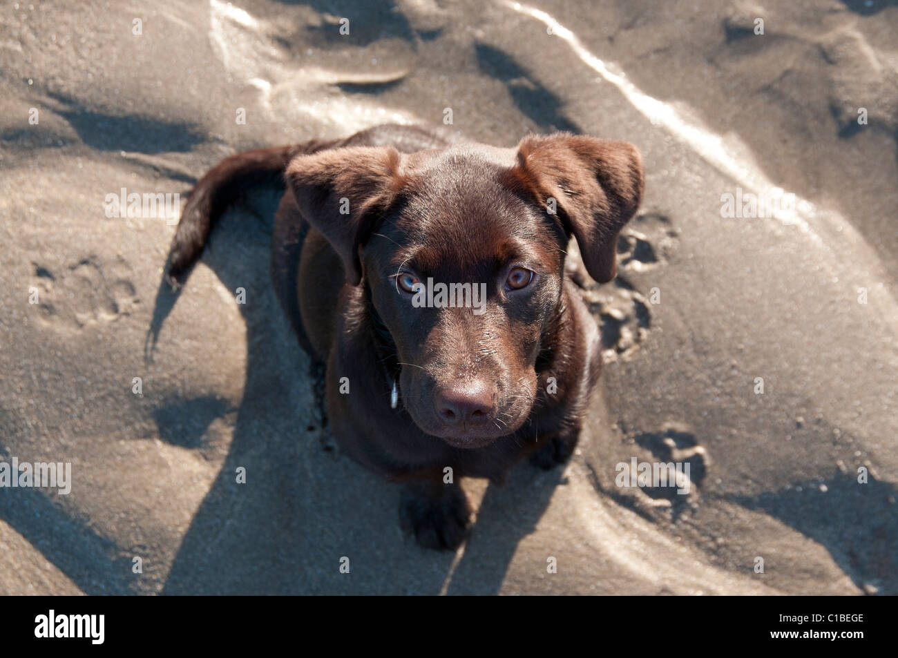 Vista dall'alto di quattro mesi di cioccolato vecchio cucciolo di Labrador sulla spiaggia Foto Stock