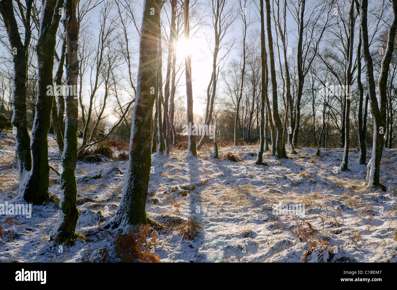 Wintery in scena con la betulla ceduo e bassa sun glinting attraverso gli alberi, Galloway Foto Stock