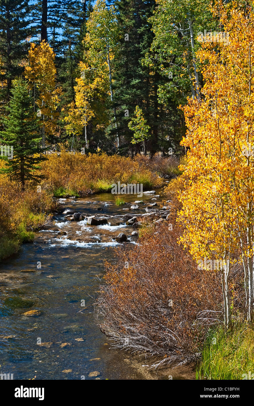 Stati Uniti d'America, Utah, Dixie NF. Colore di autunno lungo Duck Creek sul cedro di montagna. Foto Stock