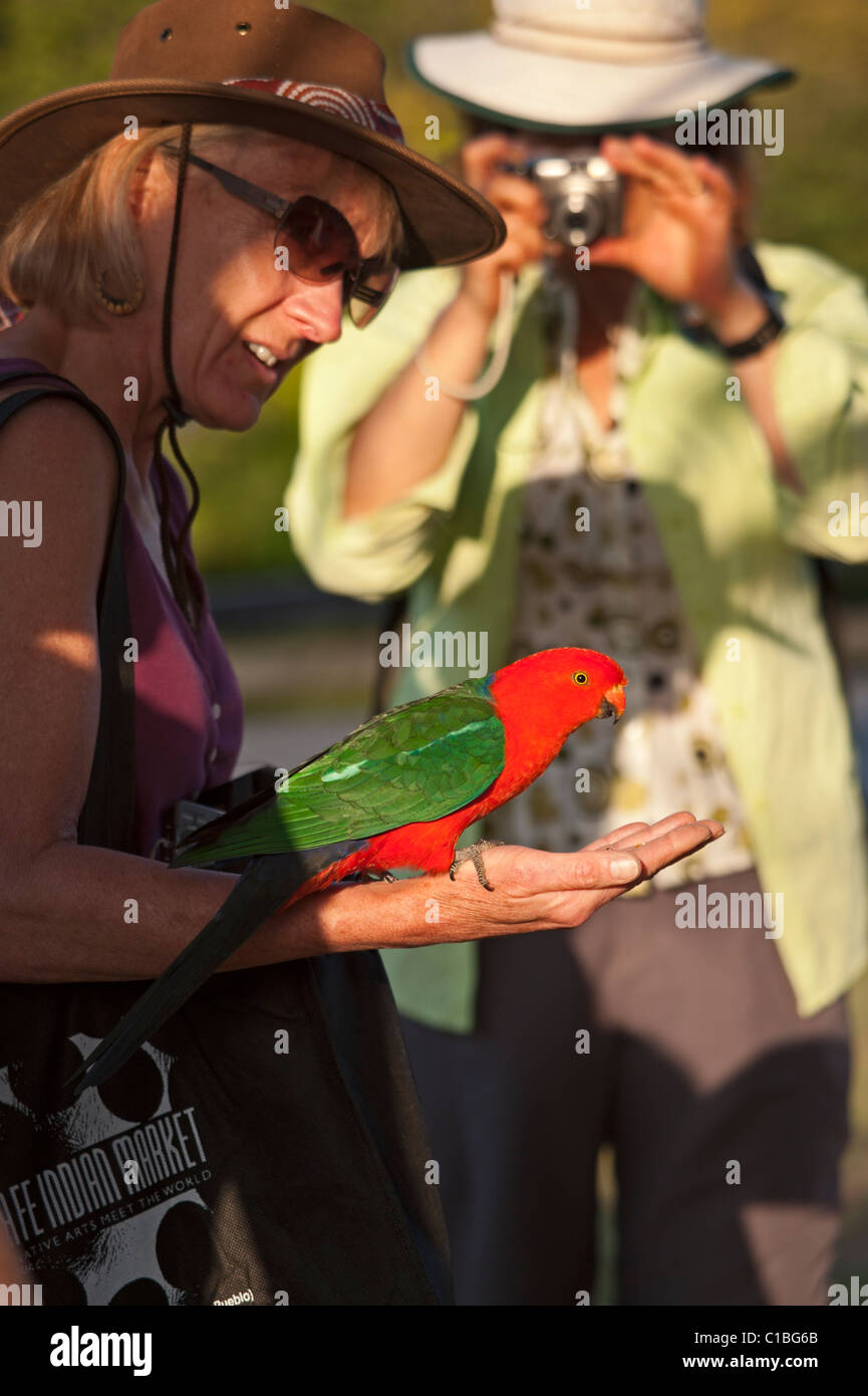 Re Parrot Alisterus scapularis maschio essendo alimentato in corrispondenza di O'Reilly's Lamington NP Queensland Australia Foto Stock