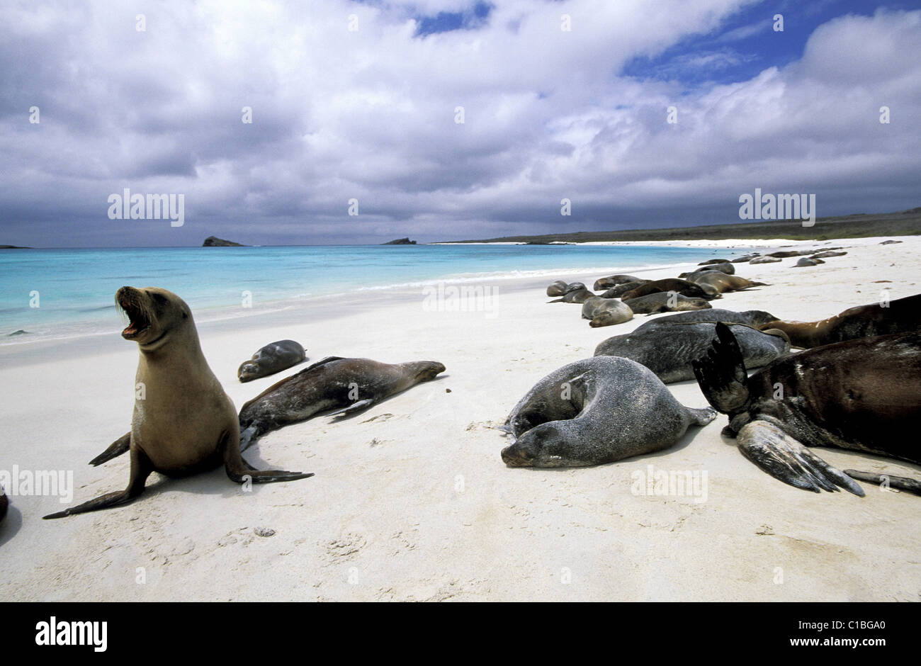 Ecuador Isole Galapagos, la famosa spiaggia di Baia Gardner dove a piedi molti otaries Foto Stock