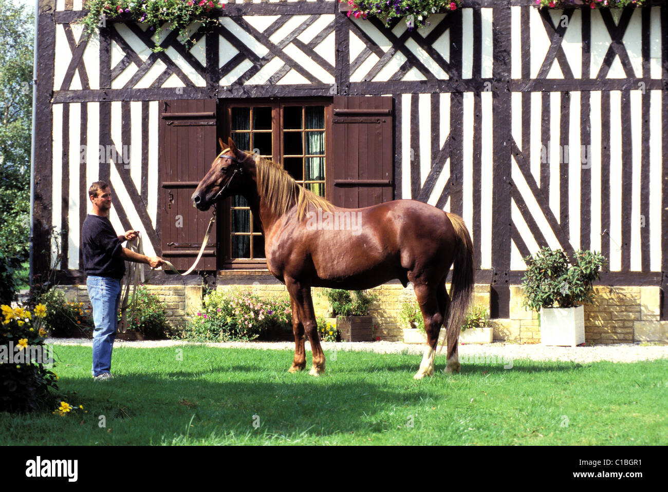 Francia, Calvados, Auge paese Hem allevamento, introducendo un stalion Foto Stock