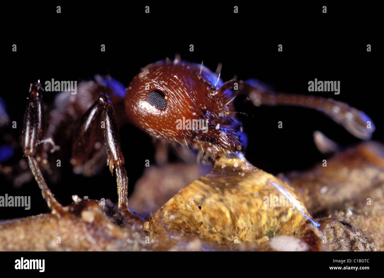 Francia, Ant Fanatic, una formica alimentazione su una goccia di miele Foto Stock