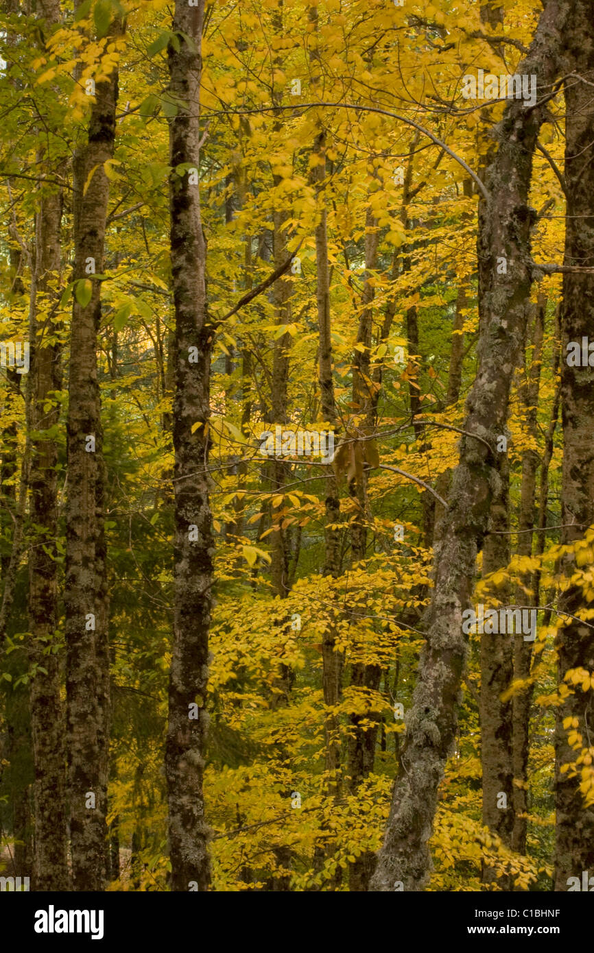 Boschi di castagni e querce a Estrela montagna Parco naturale Foto Stock