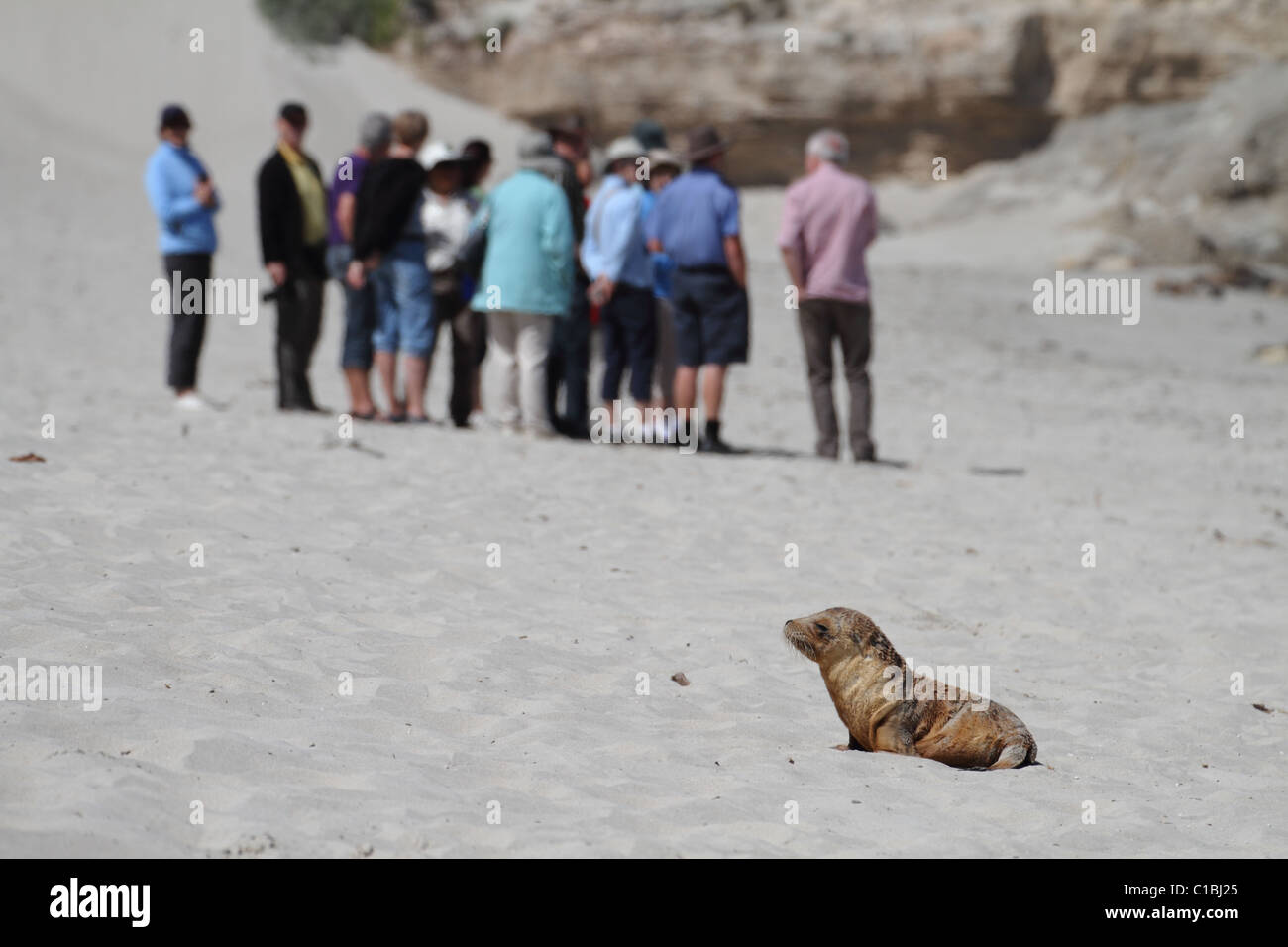 Sealion pup siede ignaro di una folla di turisti. Seal Bay, Kangaroo Island, Sud Australia Foto Stock