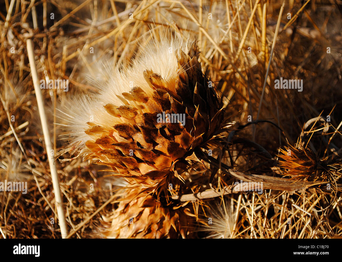 Fiori di cardo secco Foto Stock