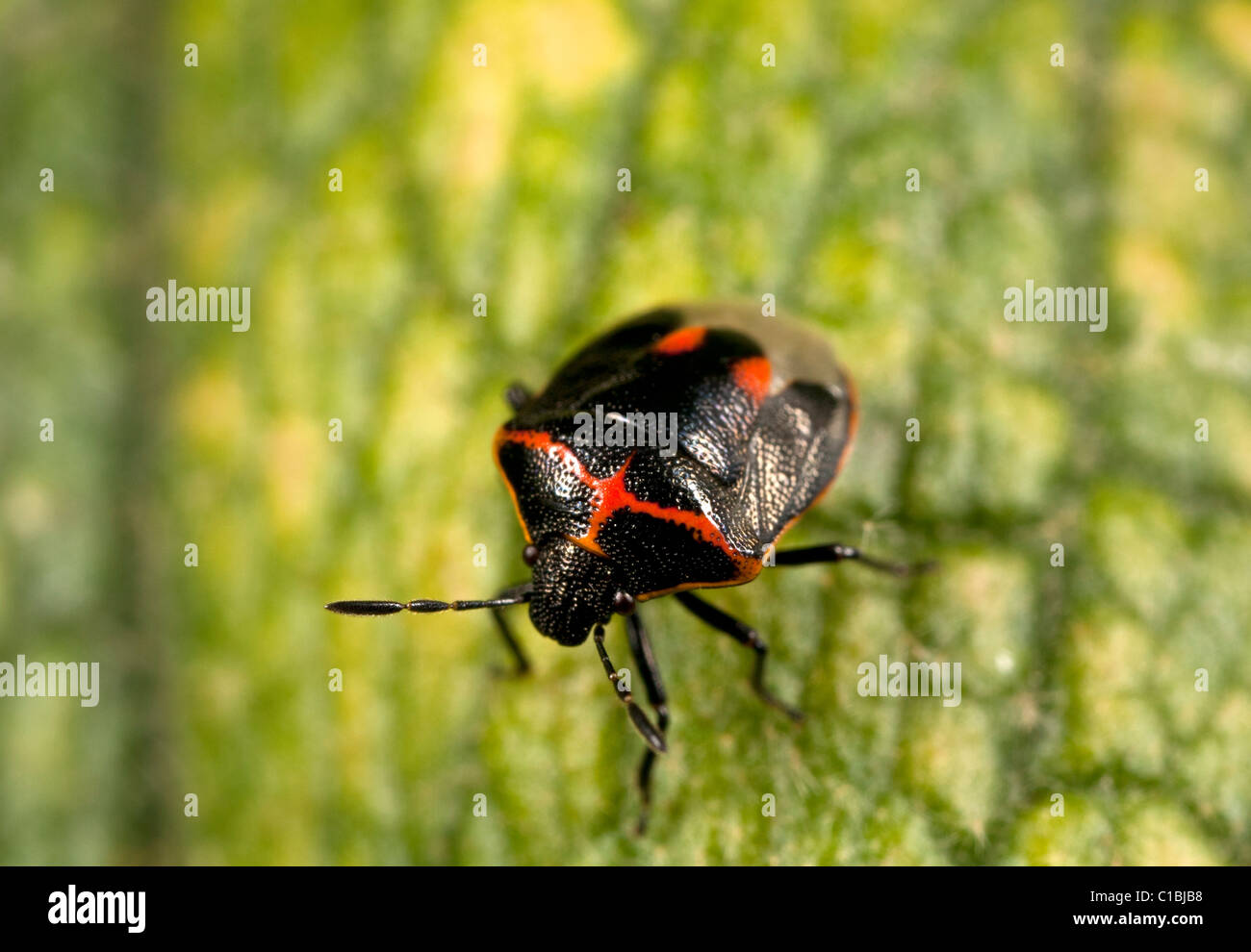 Due spotted stink bug (Cosmopepla bimaculata). Foto Stock